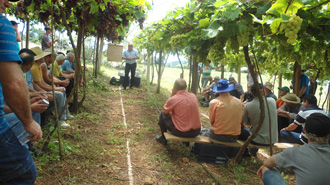 Propriedade do agricultor familiar Antônio José Zanandréa, em São Valentim, está servindo de exemplo (Foto: SEBRAE/RS)