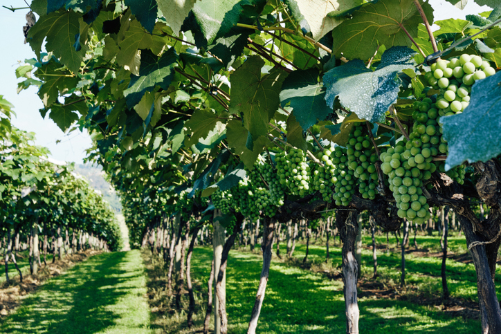 Startups oferecem soluções inovadoras para a viticultura